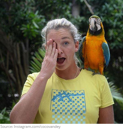 cocovandey-parrot